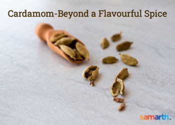 Cardamom – Beyond a Flavourful Spice