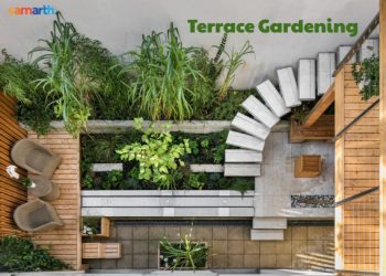 Growing Your Own Veggies – Terrace Gardening