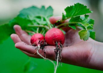 Gardening As A Hobby
