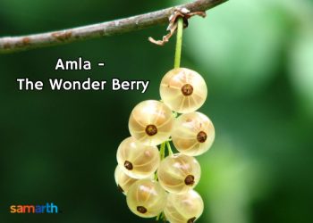 Amla – The Wonder Berry