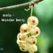 Amla – The Wonder Berry