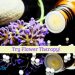 Flower Power With Flower Therapy
