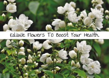 Edible Flowers To Boost Your Health