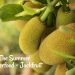 The Summer Superfood - Jackfruit
