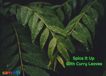 Spice it up with Curry Leaves