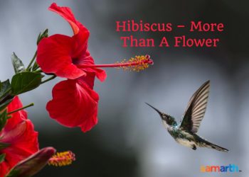 Hibiscus – More Than A Flower