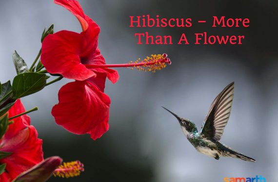 Hibiscus – More Than A Flower