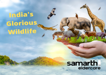 Enjoy India's Glorious Wildlife this Winter