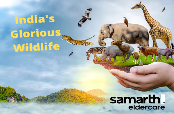 Enjoy India's Glorious Wildlife this Winter