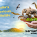 Enjoy India's Glorious Wildlife this Winter