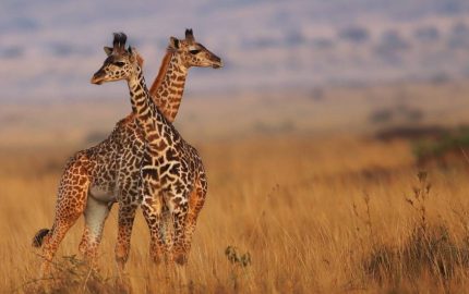 Masai-Mara-National-Reserve