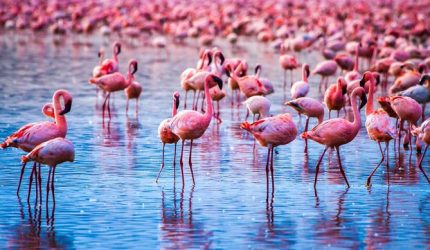 The-Wonders-of-Lake-Nakuru-National-Park-